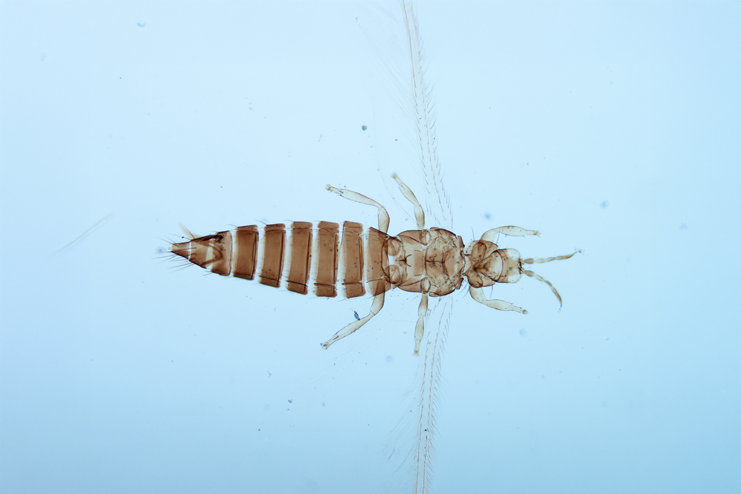 ¿Control preciso de plagas sin productos químicos tóxicos? Un análisis de los cuatro mecanismos de control físico de los materiales de protección vegetal exentos de registro