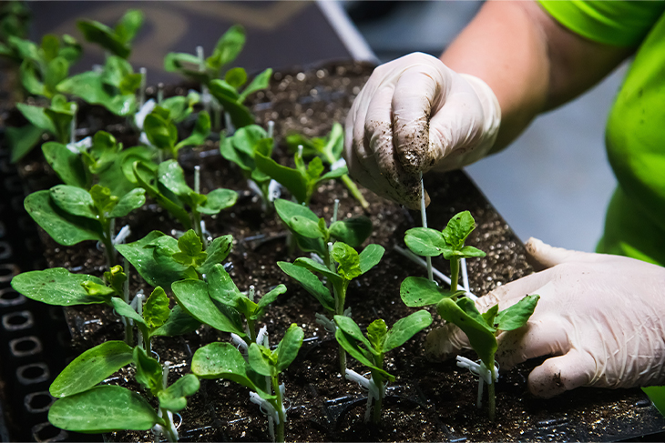 Más que solo suministro de nutrientes: Un análisis profundo de cómo los fertilizantes orgánicos transforman el valor de la tierra