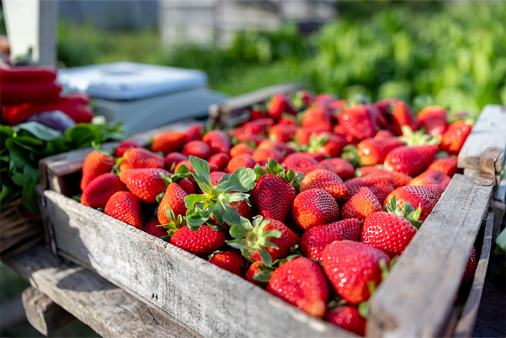 Domina las técnicas precisas de fertilización para las cuatro etapas de crecimiento de las fresas.