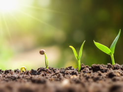 Organic Fertilizer
