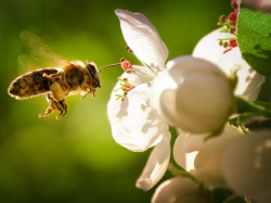 Plant Protection Products